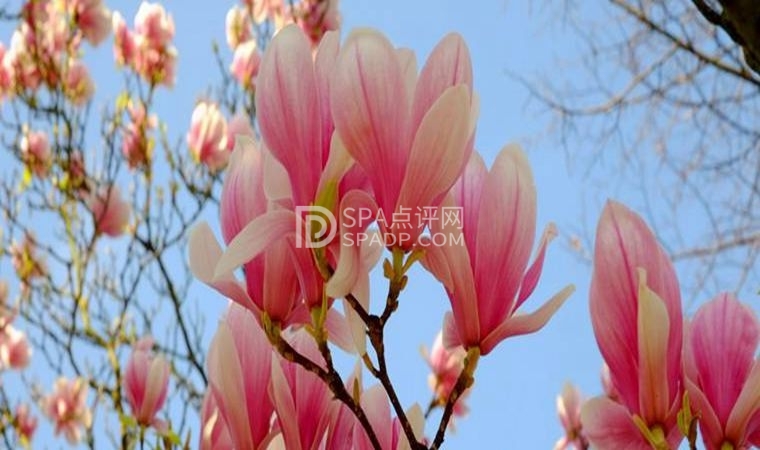 北京家庭式养生保健中的一些知识2北京养生减压Spa会所点评网