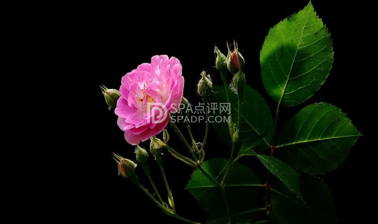 北京养生个人工作室教你如何按摩排毒2北京养生减压Spa会所点评网