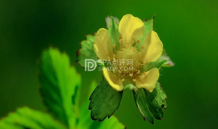 长期失眠怎么办？北京家庭式保健按摩馆帮你补救！北京养生减压Spa会所点评网