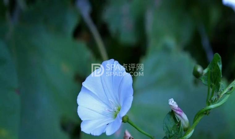 长期失眠怎么办？北京家庭式保健按摩馆帮你补救！2北京养生减压Spa会所点评网