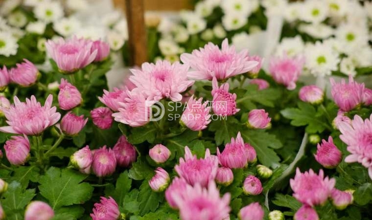 北京通州养生会所和您分享常喝菊花茶的好处--养生资讯-北京养生减压Spa会所点评网