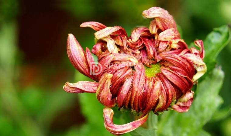 北京通州养生会所和您分享常喝菊花茶的好处-1-养生资讯-北京养生减压Spa会所点评网