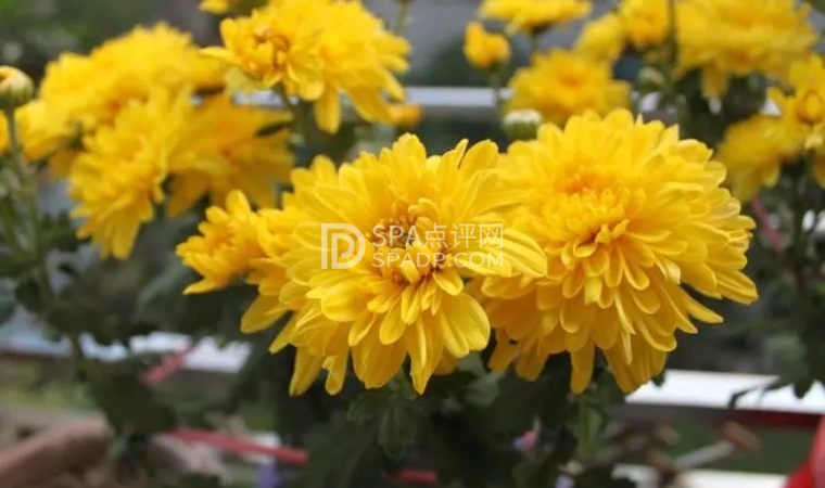 北京通州养生会所和您分享常喝菊花茶的好处-2-养生资讯-北京养生减压Spa会所点评网