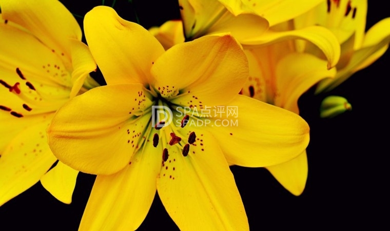 在选择北京养生SPA会所时技师的技术和颜值哪个更重要2北京养生减压Spa会所点评网