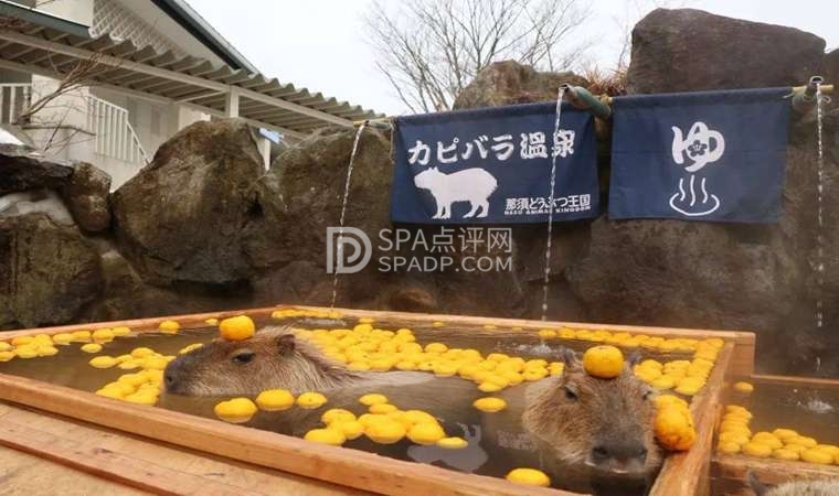 寻找上门spa，方便、快捷地享受现代养生spa--养生资讯-SPA点评网