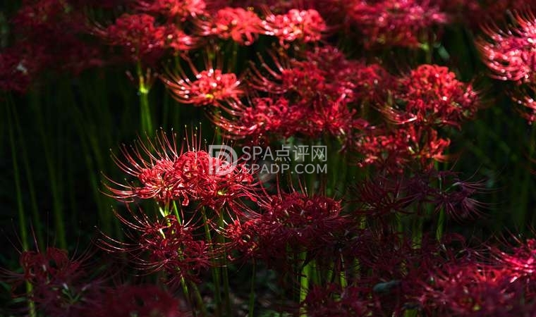 去做北京spa赶上一位异性按摩师是一种怎样的经历和体验-2-养生资讯-SPA点评网