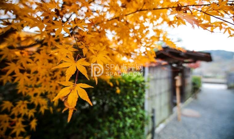 北京养生会所品茶的具体步骤和如何选择-1-养生资讯-北京养生减压Spa会所点评网