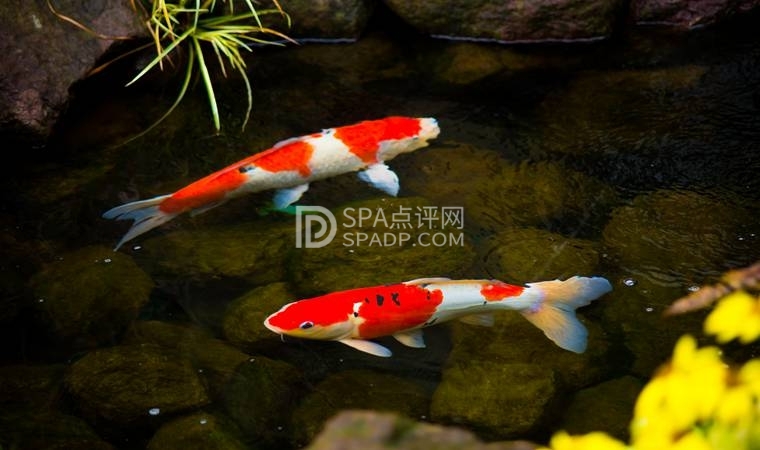 北京大屯路家庭式SPA，舒适家庭按摩体验-1-养生资讯-SPA点评网