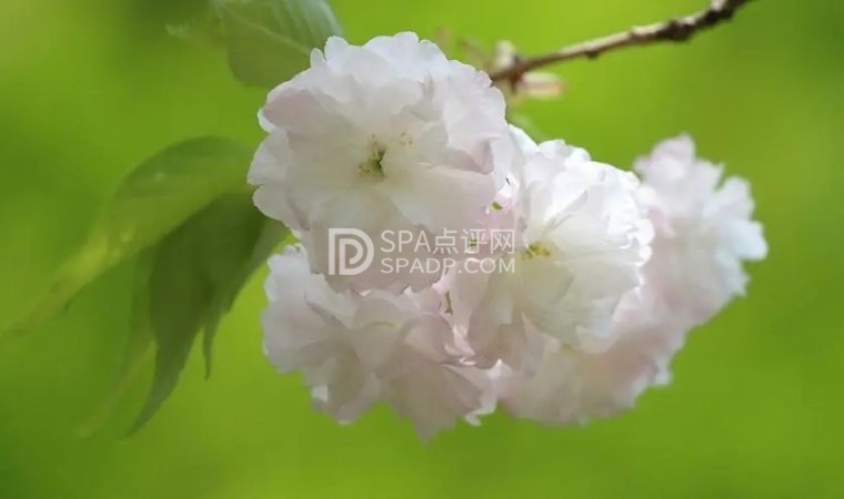 探秘北京养生会所春季祛湿妙招-1-养生资讯-SPA点评网