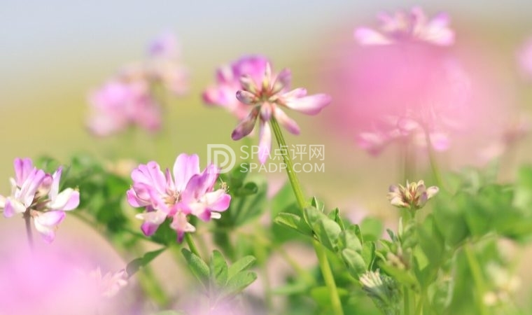 北京保健按摩网分享春季养生要点，助您迎接新春健康生活2北京养生减压Spa会所点评网