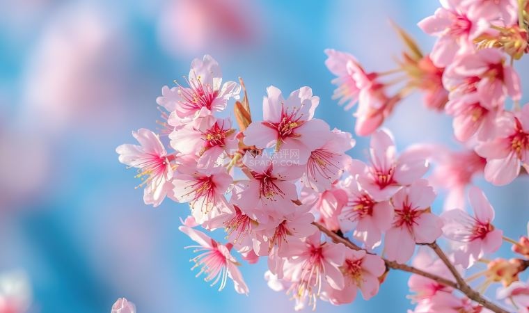 北京个人养生体验网:春季花粉过敏不用慌,科学预防解锁春日舒适感-1-养生资讯-SPA点评网 北京个人养生体验网:春季花粉过敏不用慌,科学预防解锁春日舒适感-1-养生资讯-SPA点评网