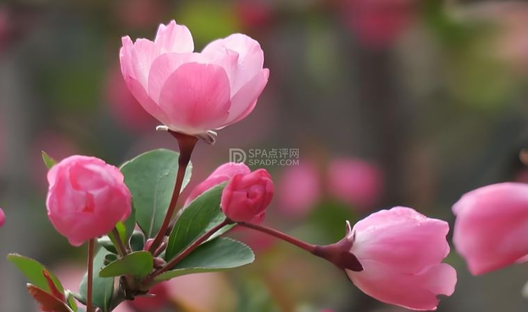 北京个人养生体验网:春季花粉过敏不用慌,科学预防解锁春日舒适感--养生资讯-SPA点评网 北京个人养生体验网:春季花粉过敏不用慌,科学预防解锁春日舒适感--养生资讯-SPA点评网