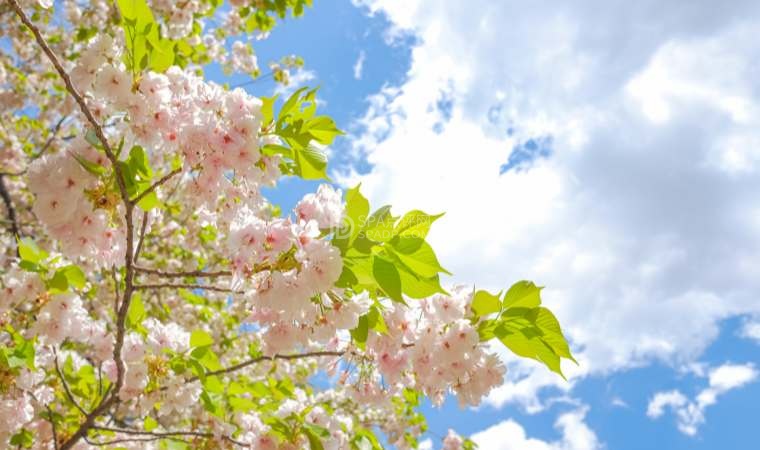 北京风月体验网:春季养生全攻略,疏肝升阳好状态--养生资讯-SPA点评网 北京风月体验网:春季养生全攻略,疏肝升阳好状态--养生资讯-SPA点评网