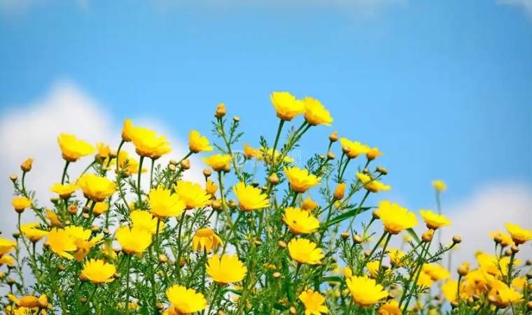 北京个人养生体验网:春季花粉过敏不用慌,科学预防解锁春日舒适感-3-养生资讯-SPA点评网 北京个人养生体验网:春季花粉过敏不用慌,科学预防解锁春日舒适感-3-养生资讯-SPA点评网