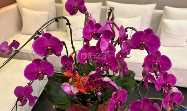 北京足疗按摩会所的治愈之旅：沐梵·轻养SPA·影院足道-2-打卡分享-SPA点评网