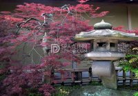 你真的知道什么是家庭式spa么？带你了解真正的Home spa！