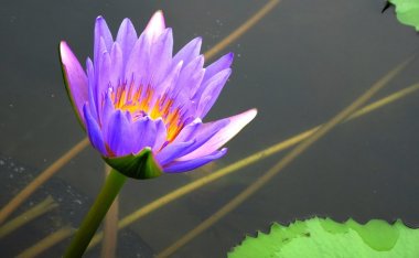 北京洗浴中心：让您身心舒畅的全方位水疗场所