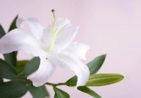 北京小保健的优势：价格实惠的养生选择