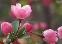 北京个人养生体验网:春季花粉过敏不用慌,科学预防解锁春日舒适感