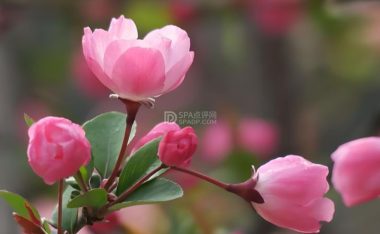 北京个人养生体验网:春季花粉过敏不用慌,科学预防解锁春日舒适感